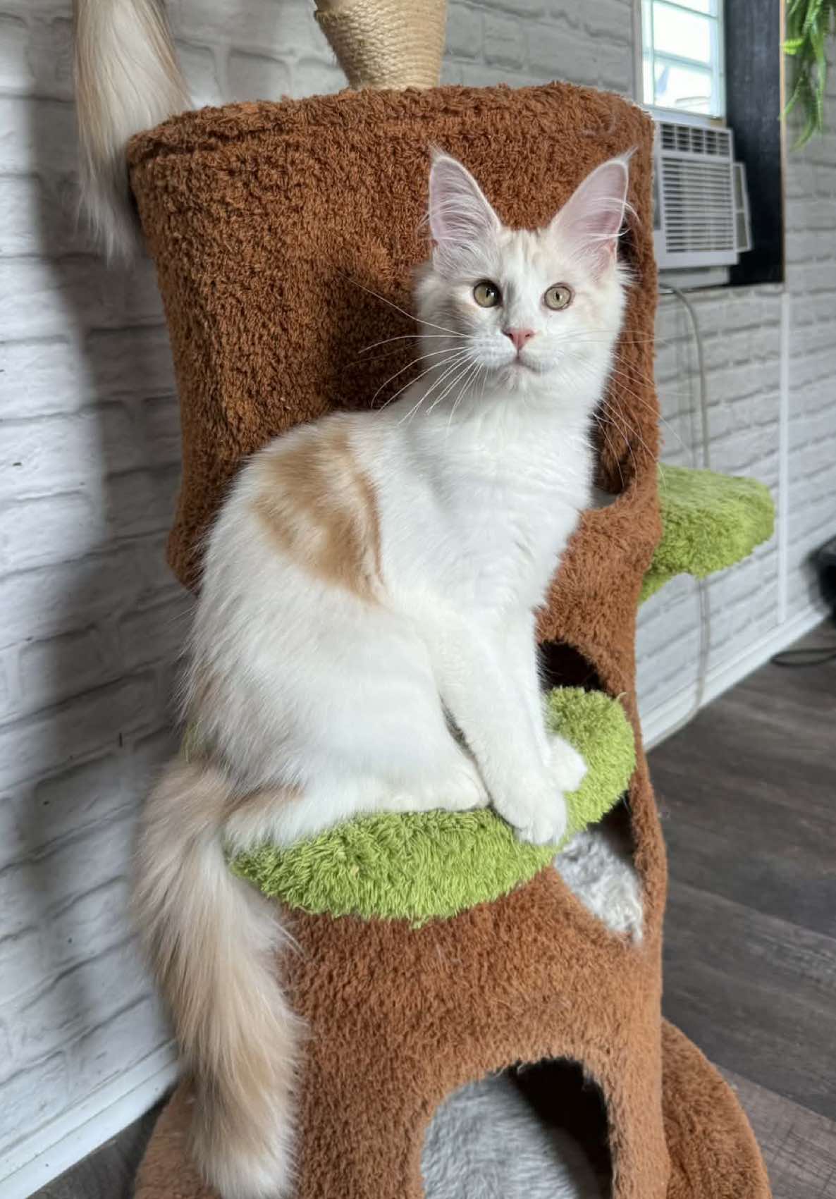 @Mossy Cottage Maine Coons 🌙
