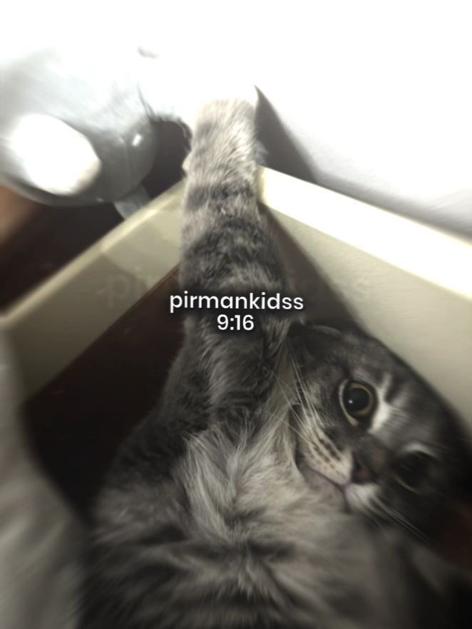 @pirmankidss