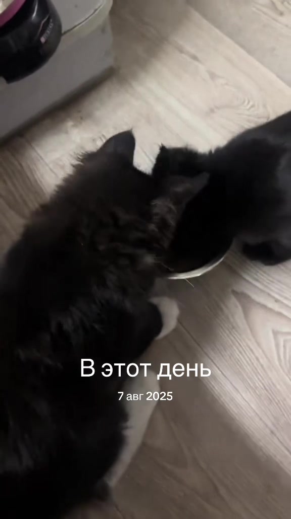 @PARAKENTOS*UA Maine coon