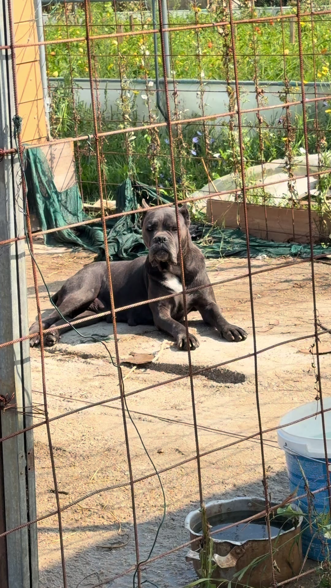 @NeroCaneCorsoKennel