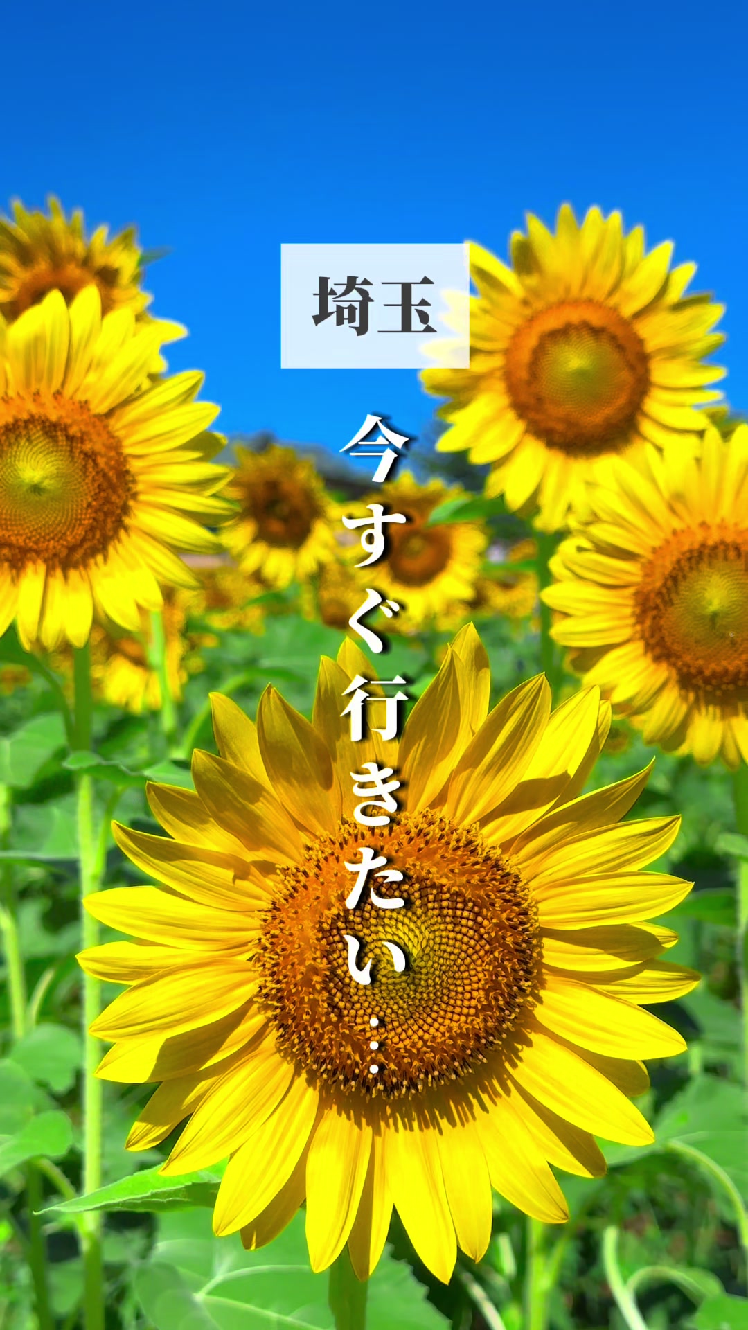 @さいたまとめ | 埼玉グルメ