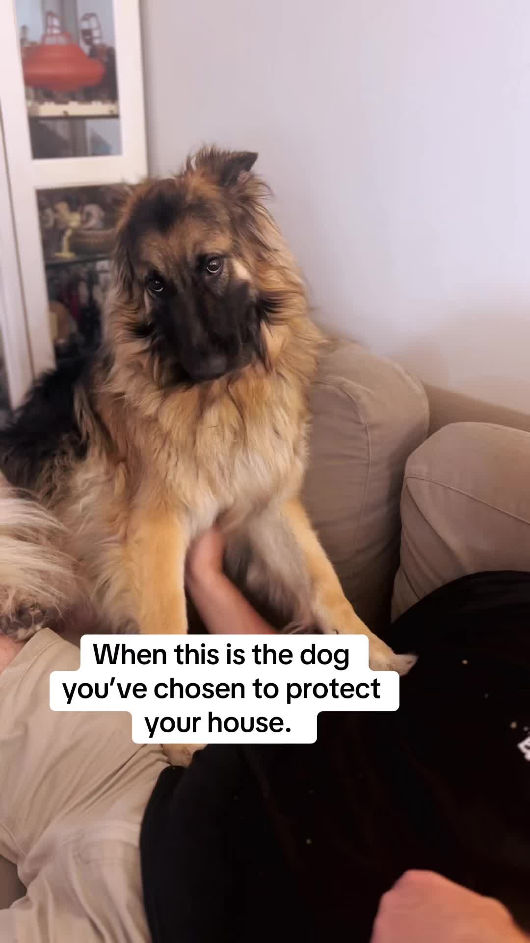 @Indy German Shepherd