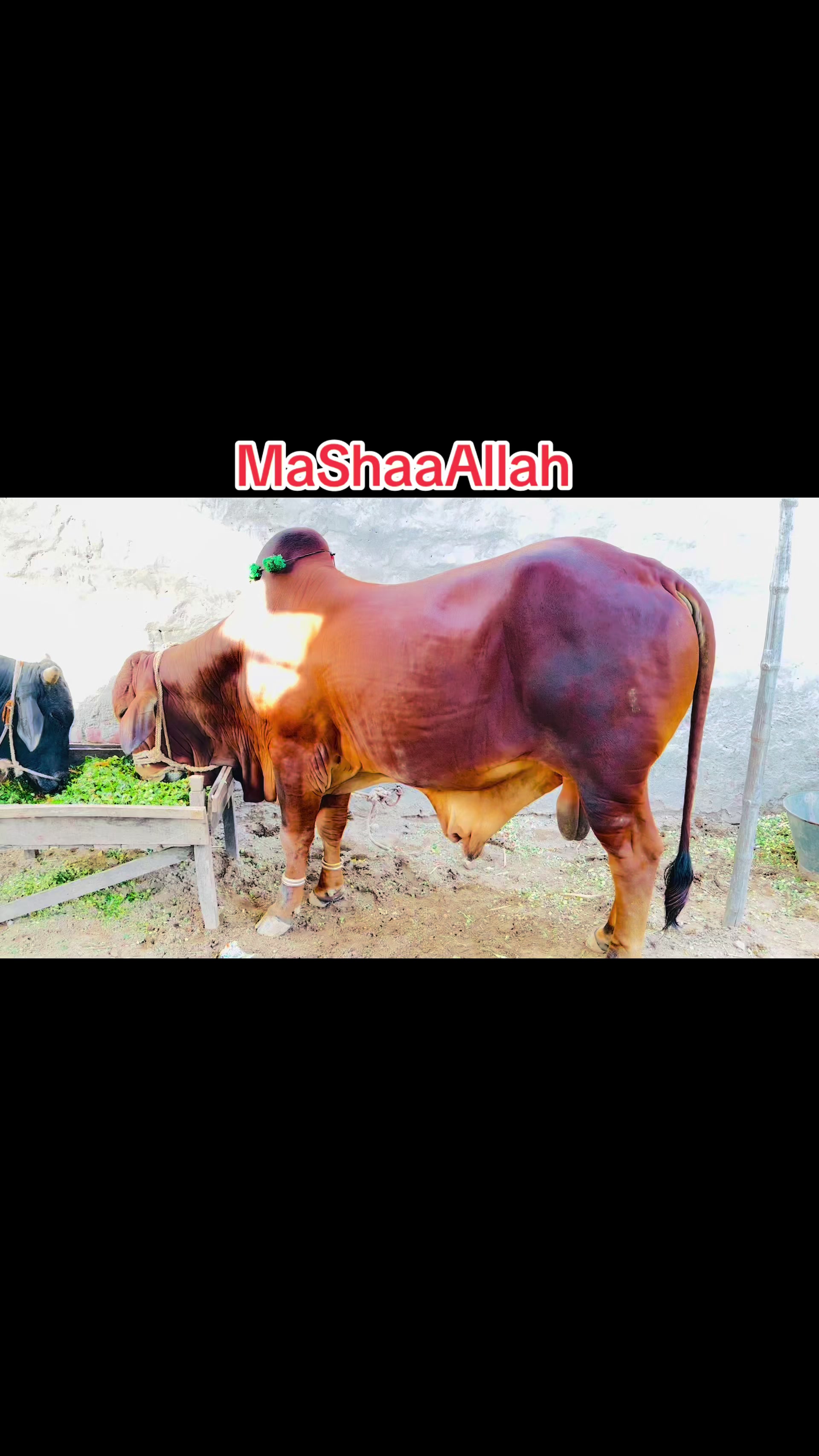 @Hafiz Almas