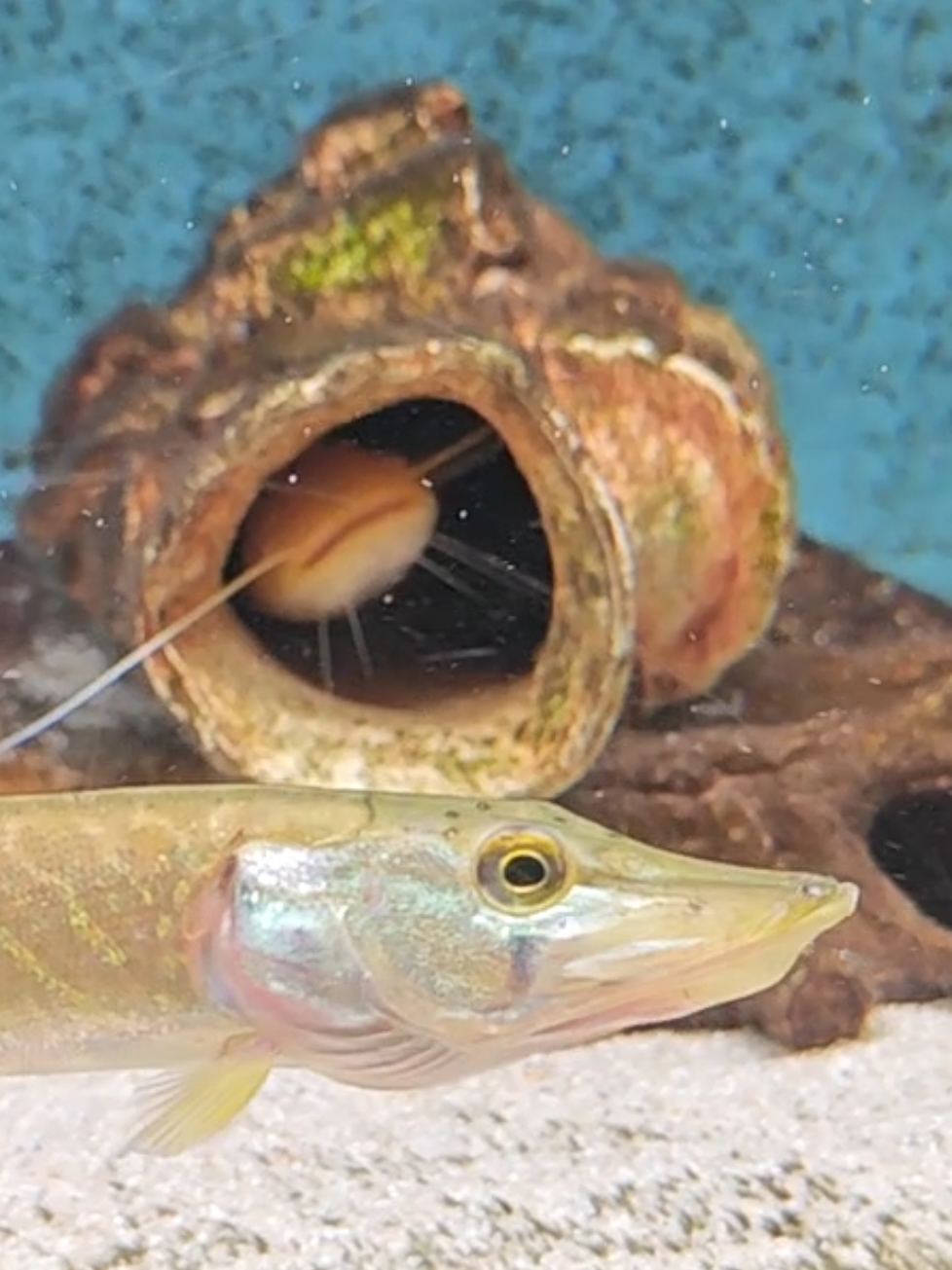 @predatoryfishtank