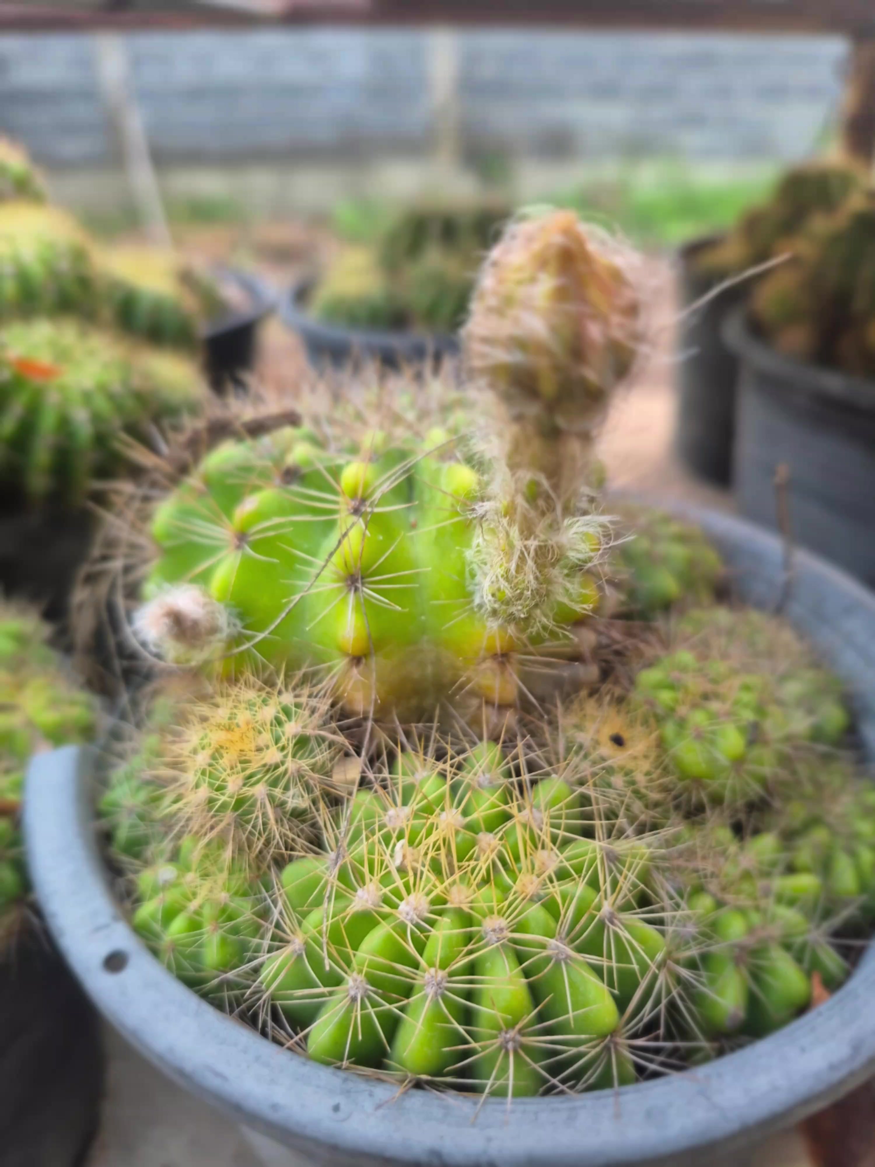 @Aum_Arongkot