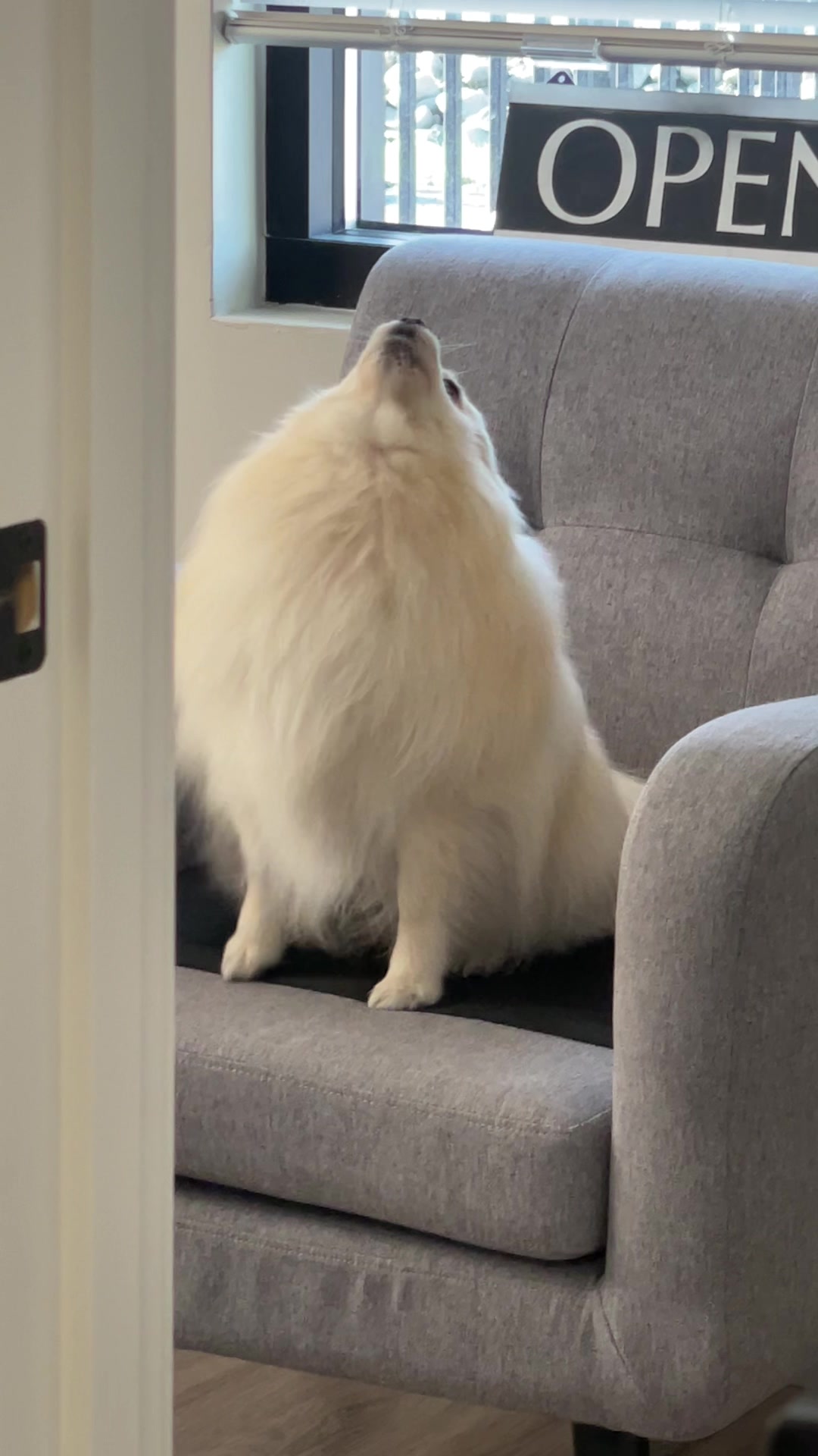 @beingmilothepom