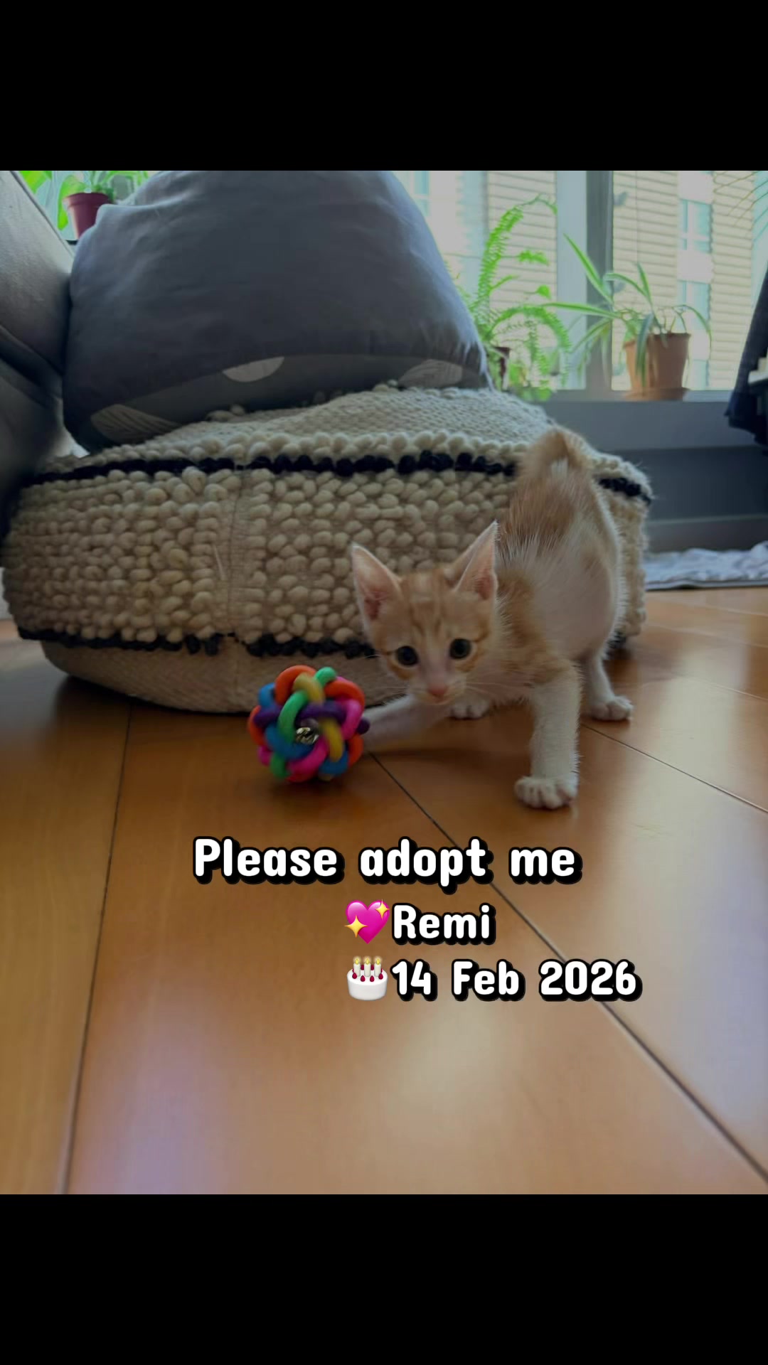 @Cats of BGC