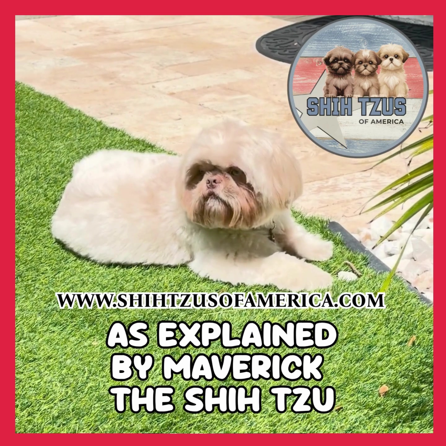 @Twilight Shih Tzu