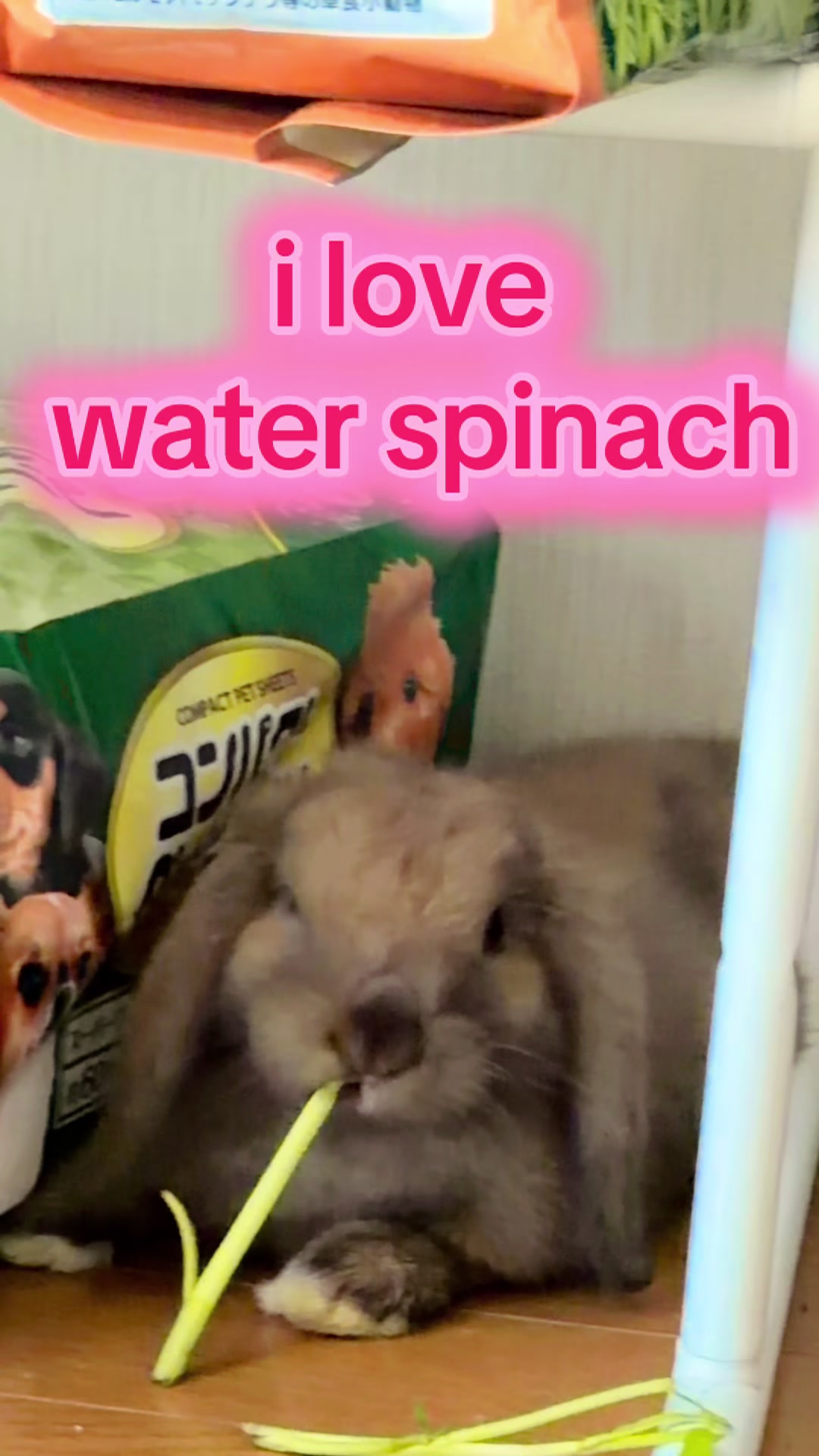 @🐩Momofpets🐾🐇🐢