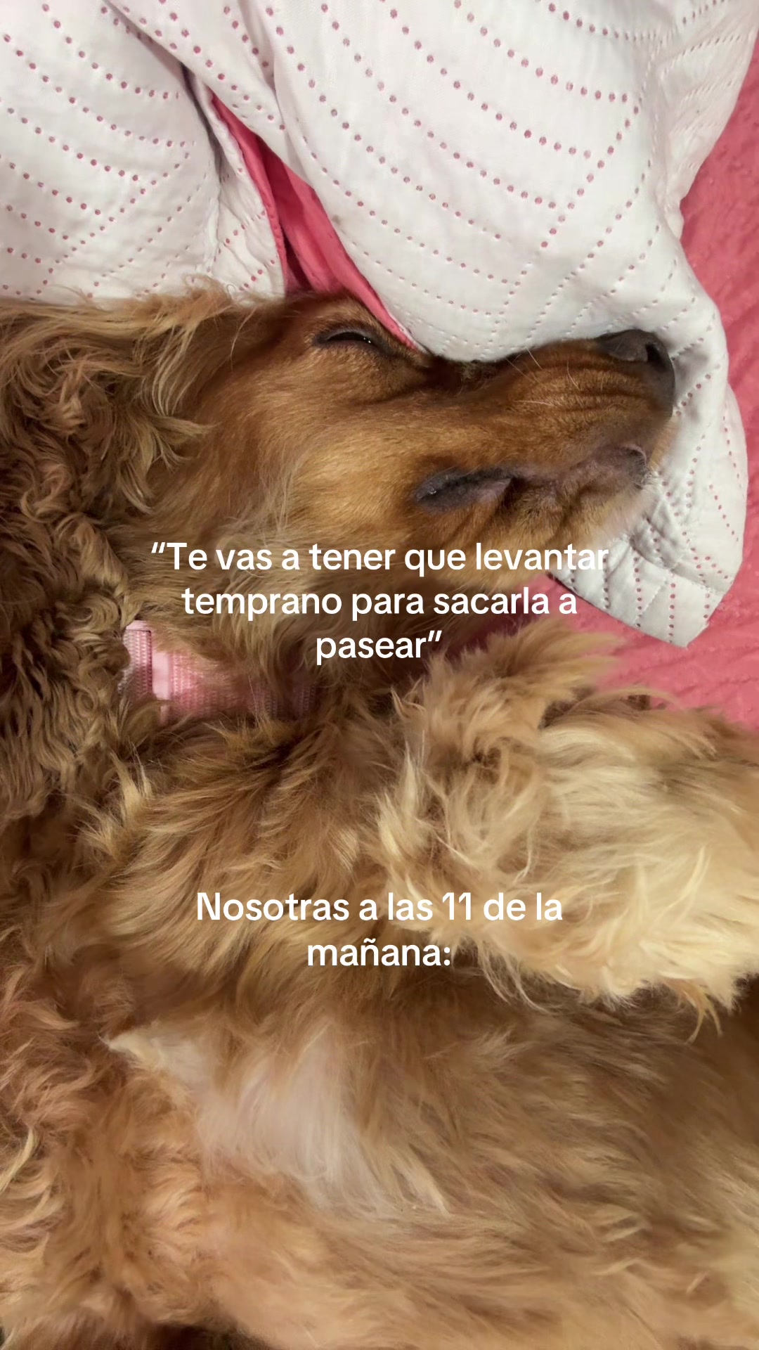 @MariaIsa 🩷🪽
