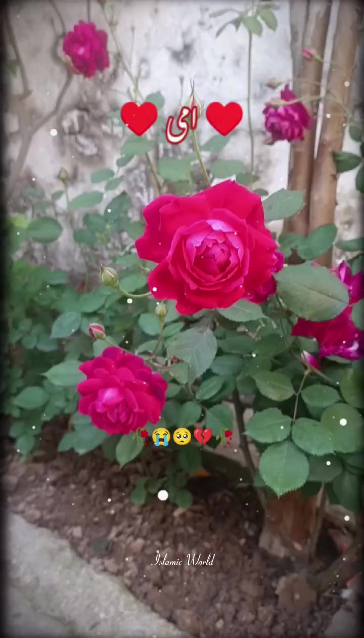 @shahzain