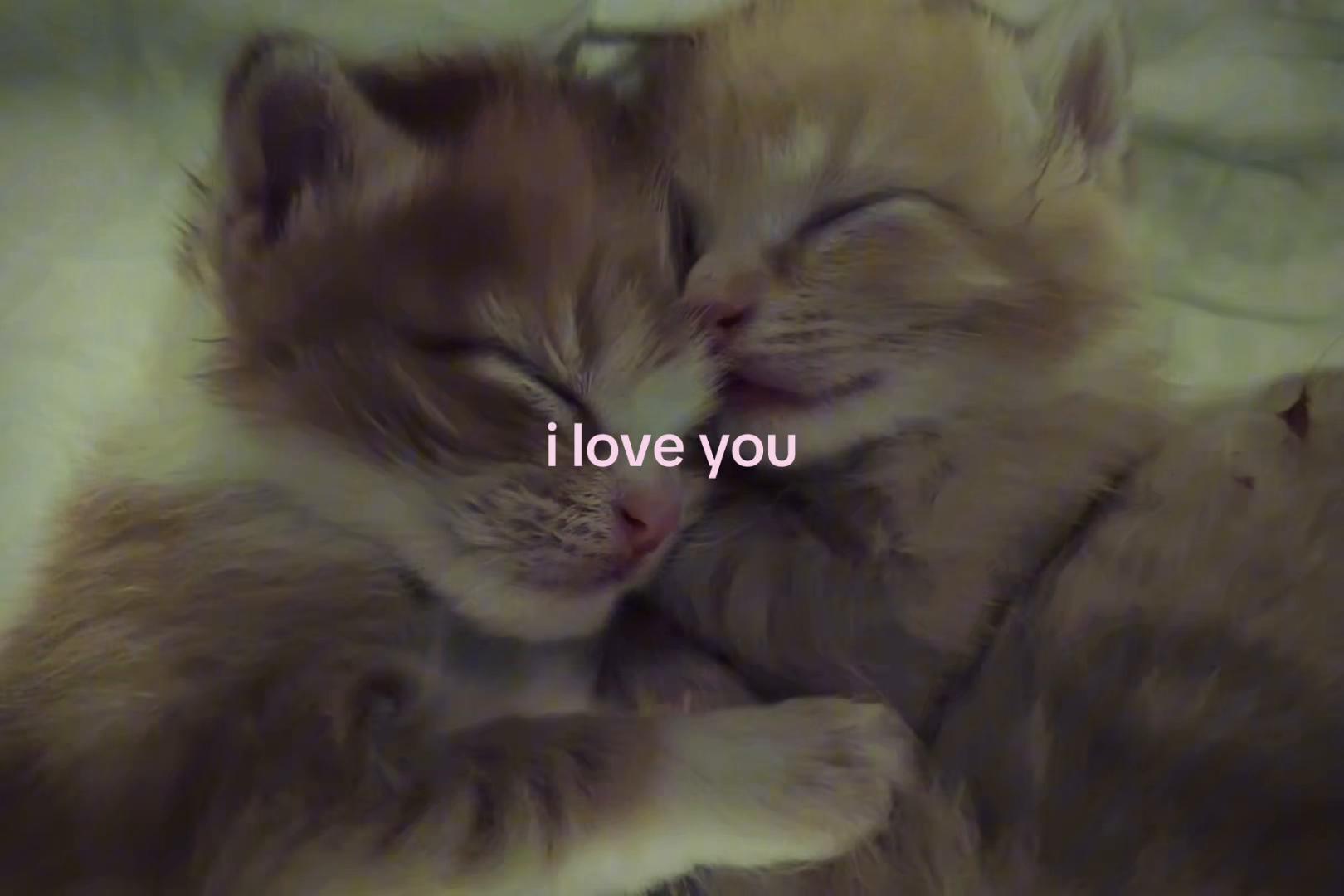 @sxalenz
