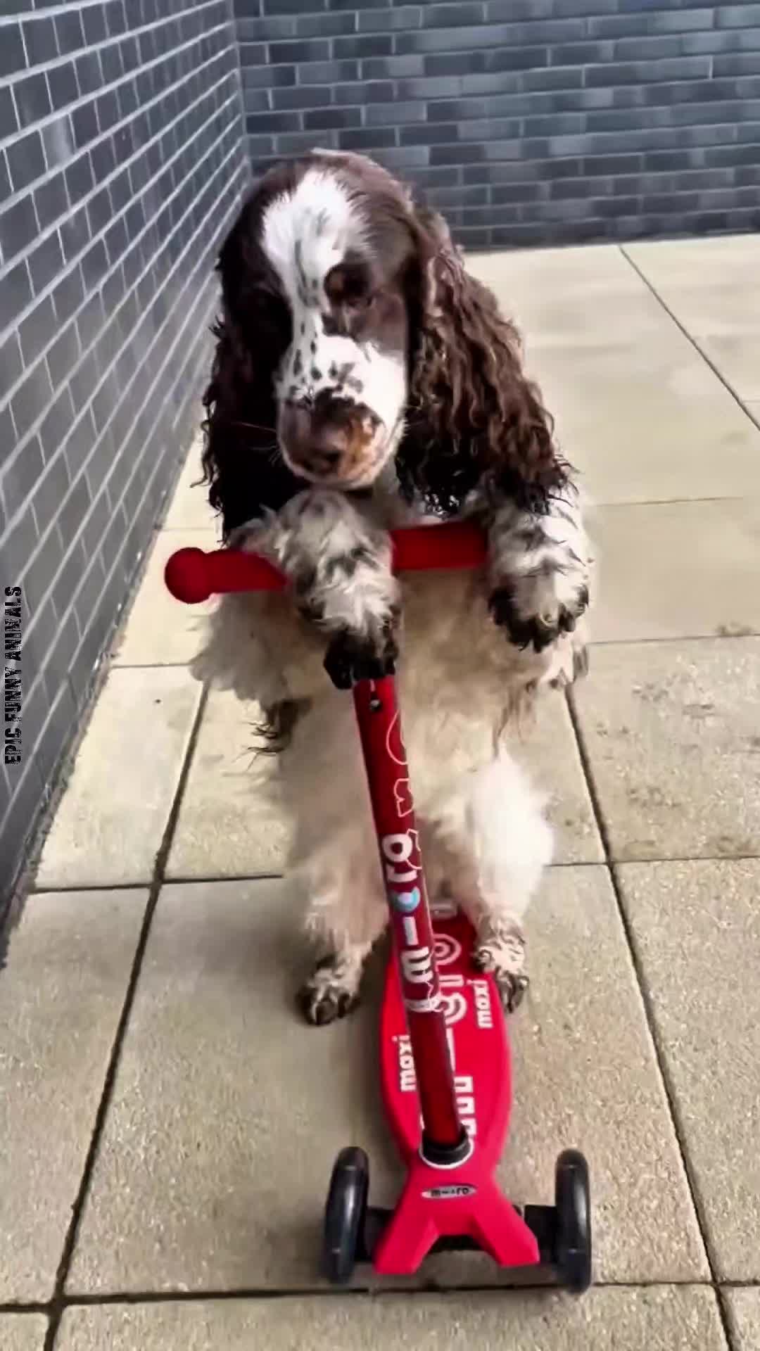 @Epic Funny Animals