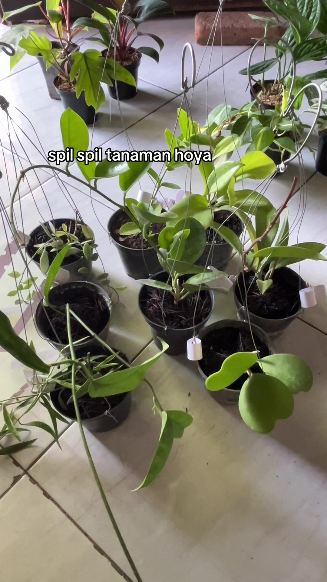 @Xeema_Nursery