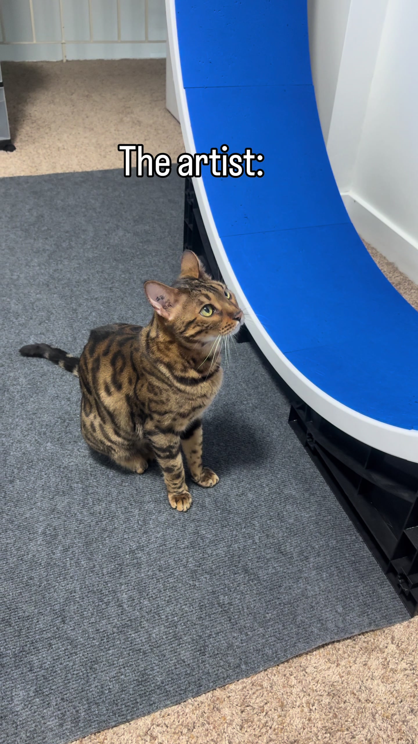 @Three Nawty Cats
