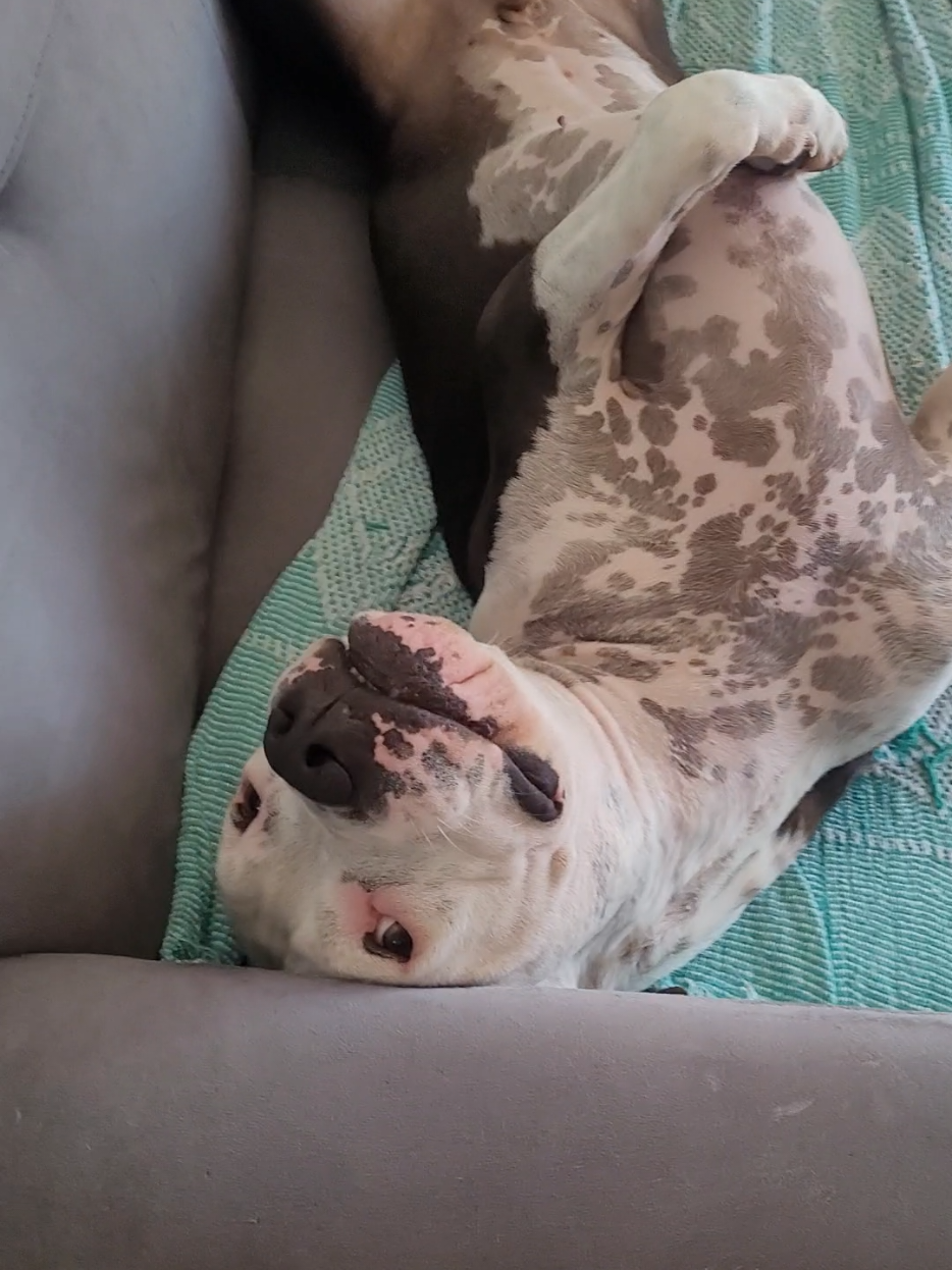 @Pittbull Brucegriebeler