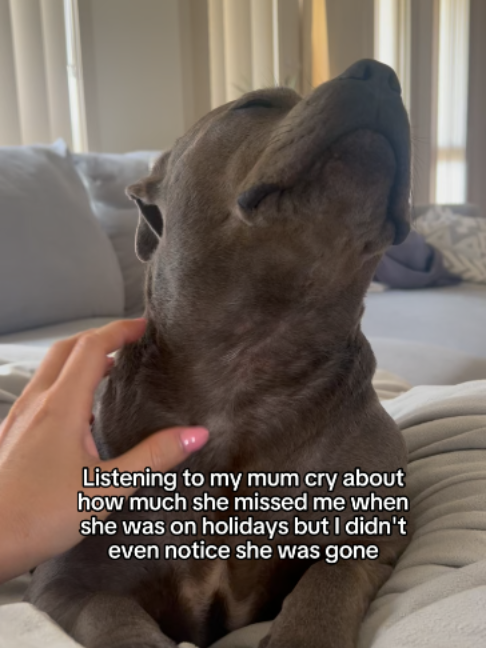 @Happy Staffy Co
