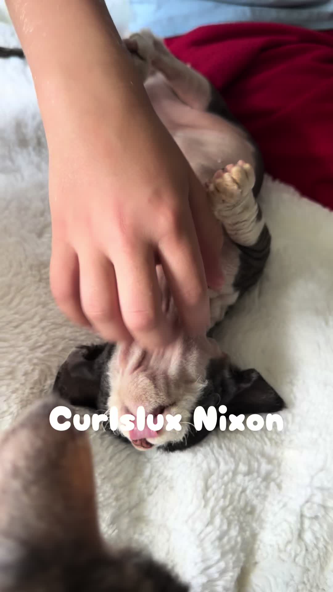 @Curlslux cattery!!🇺🇸
