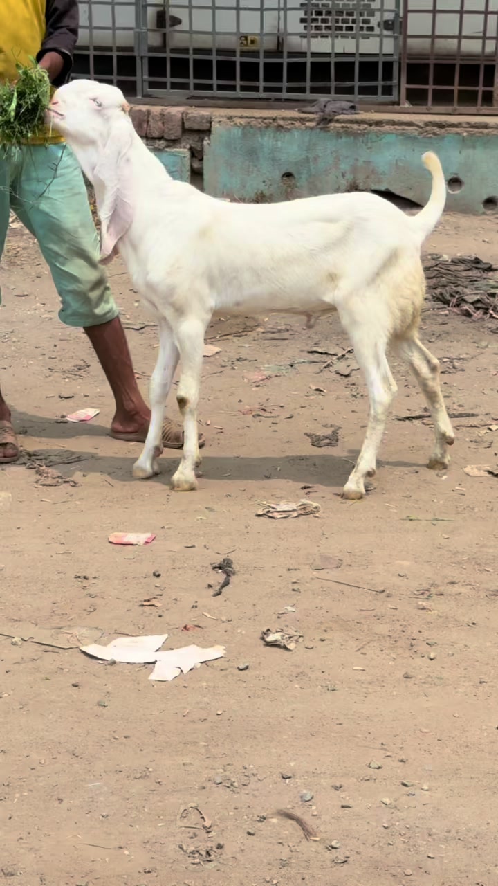 @Shiraz livestock