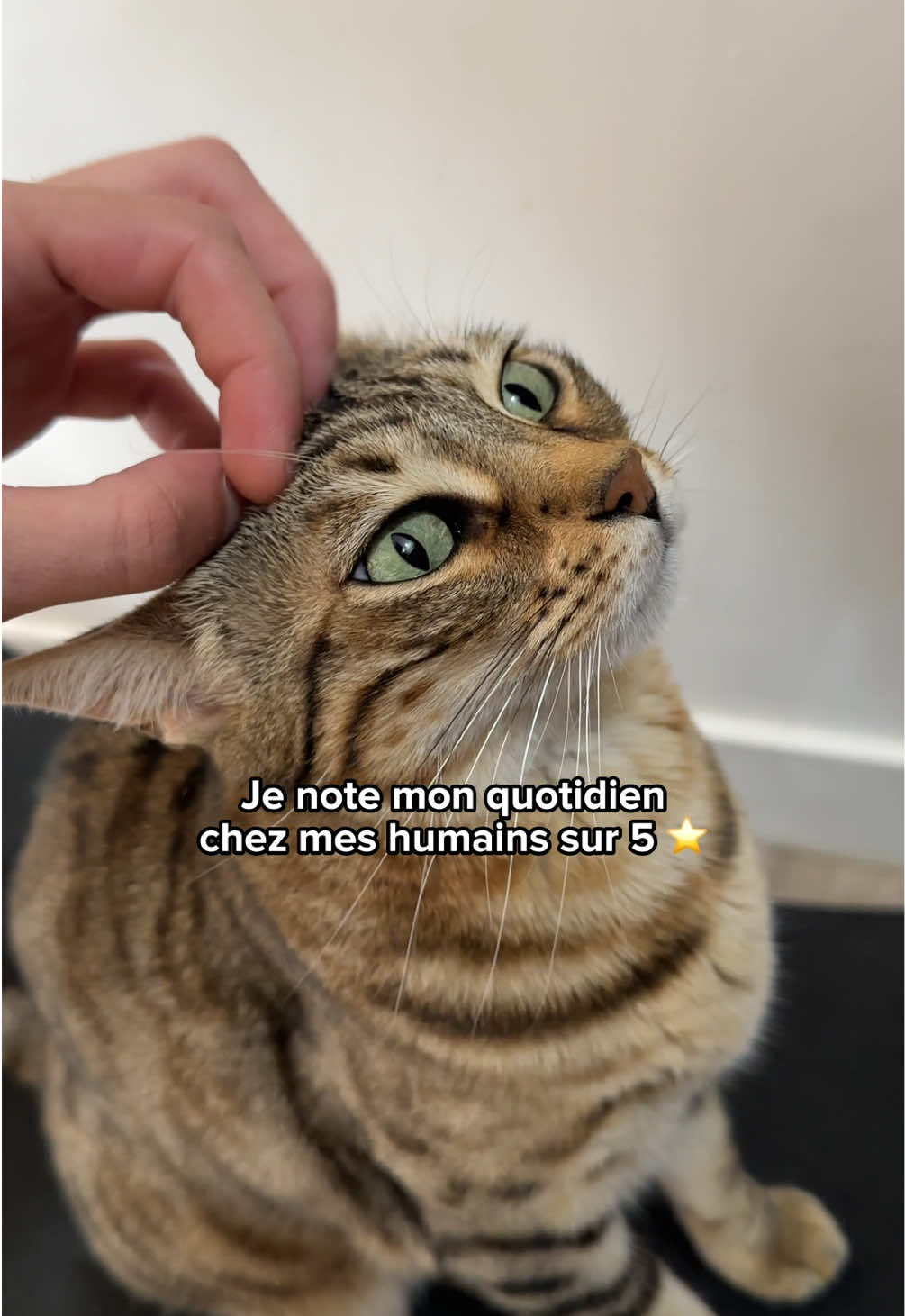 @Ricki the Bengal