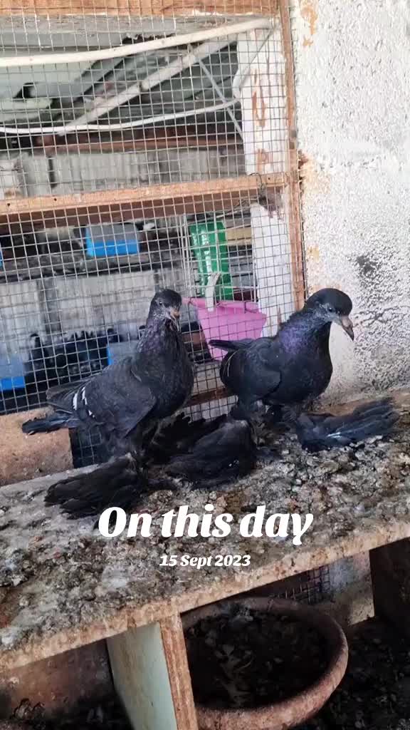 @Pigeons Tv