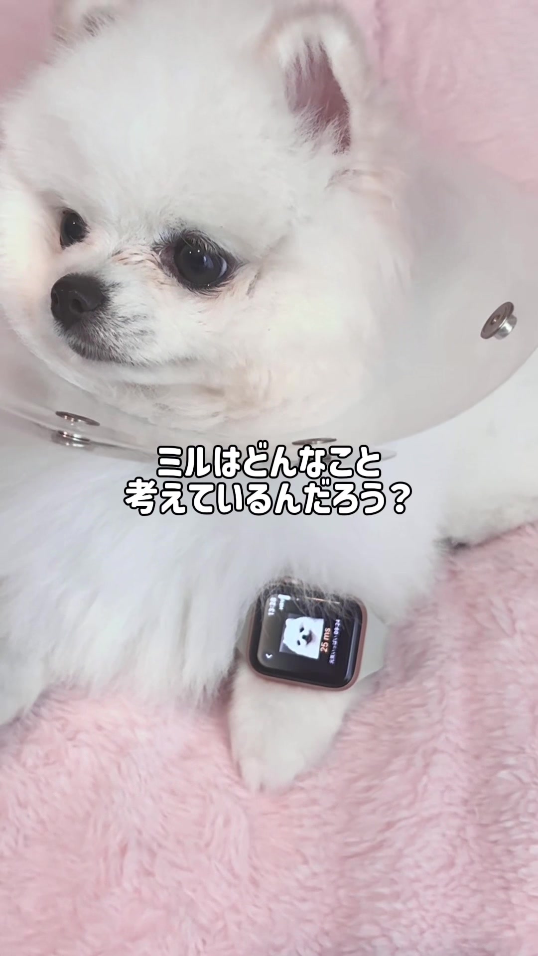 @ポメラニアンのミル🍼