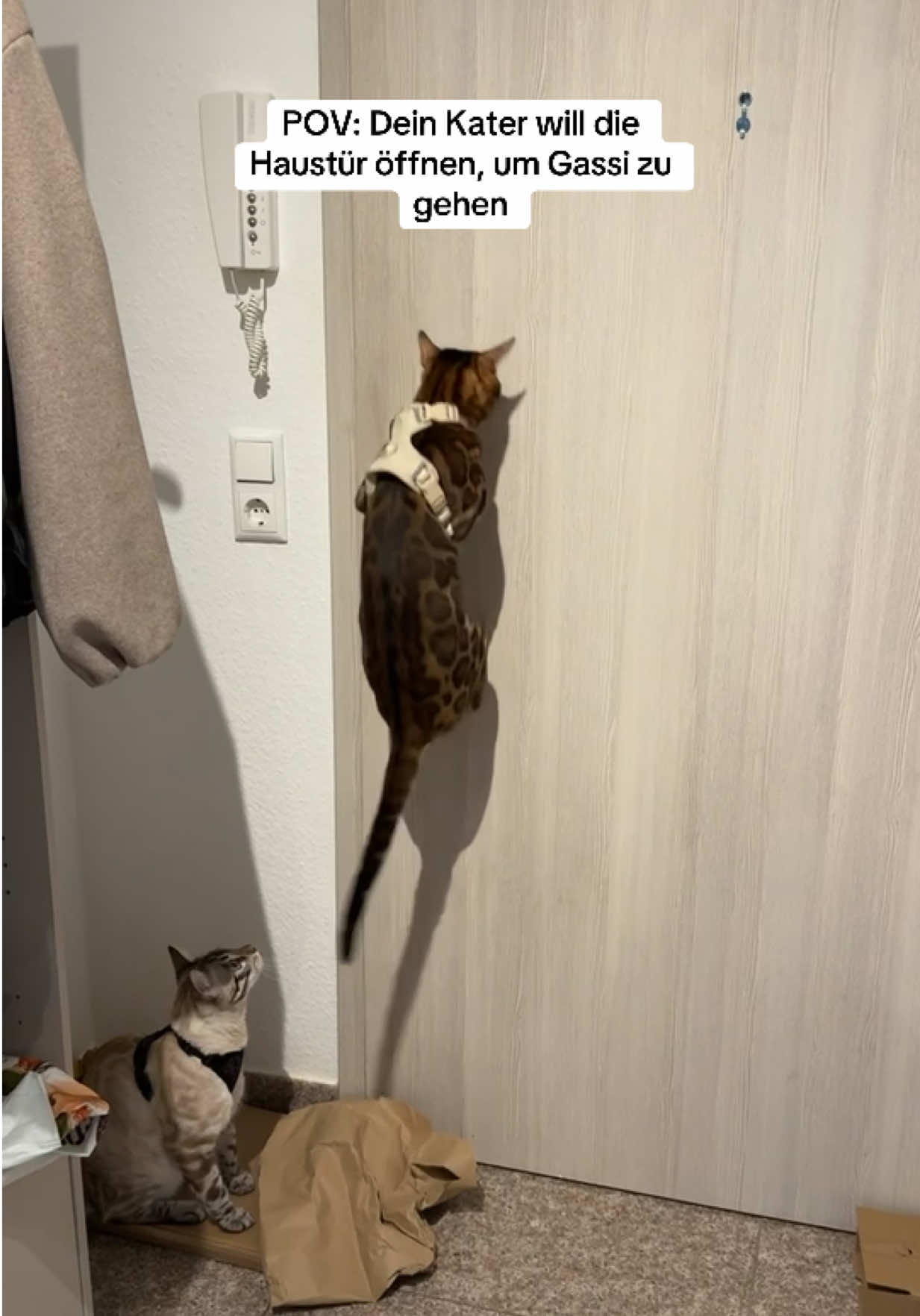 @Cat Mommy 🐆🤎