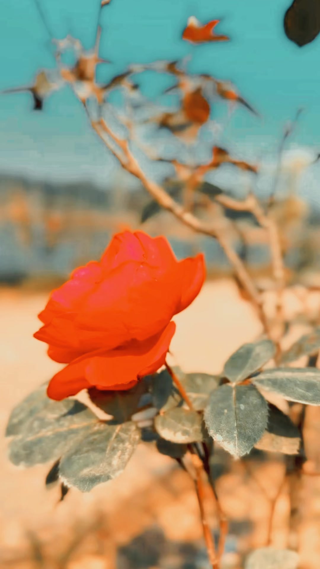 @ramsharan_patel