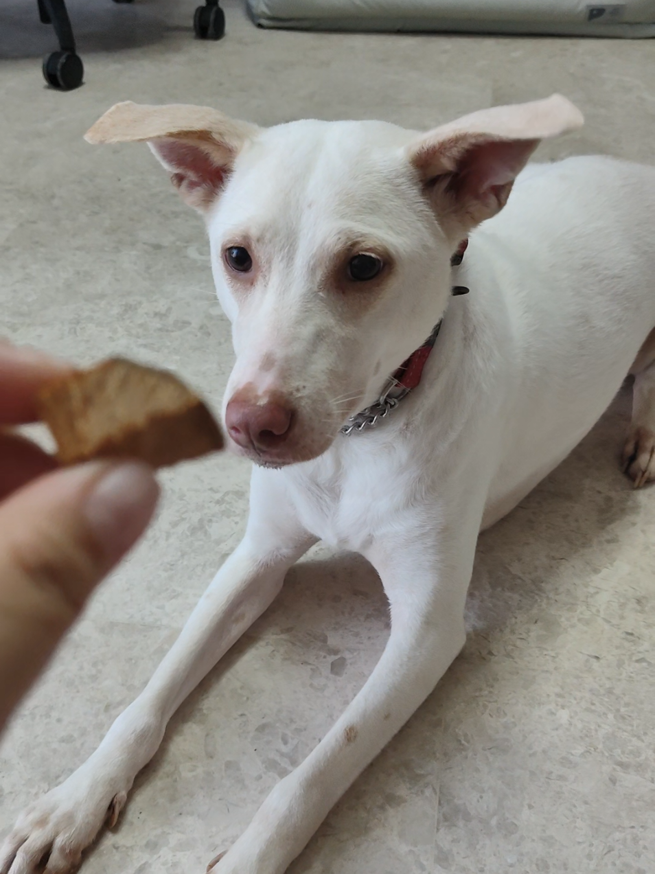@DDhousepet