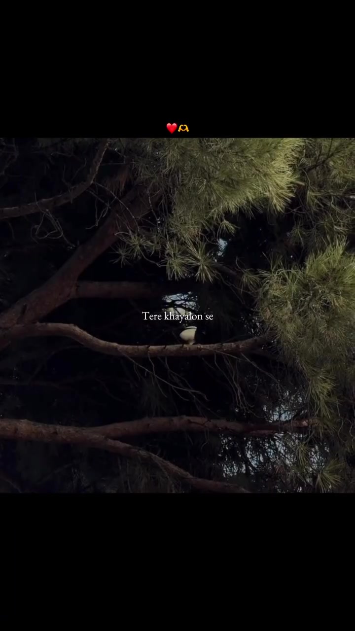 @🕊️