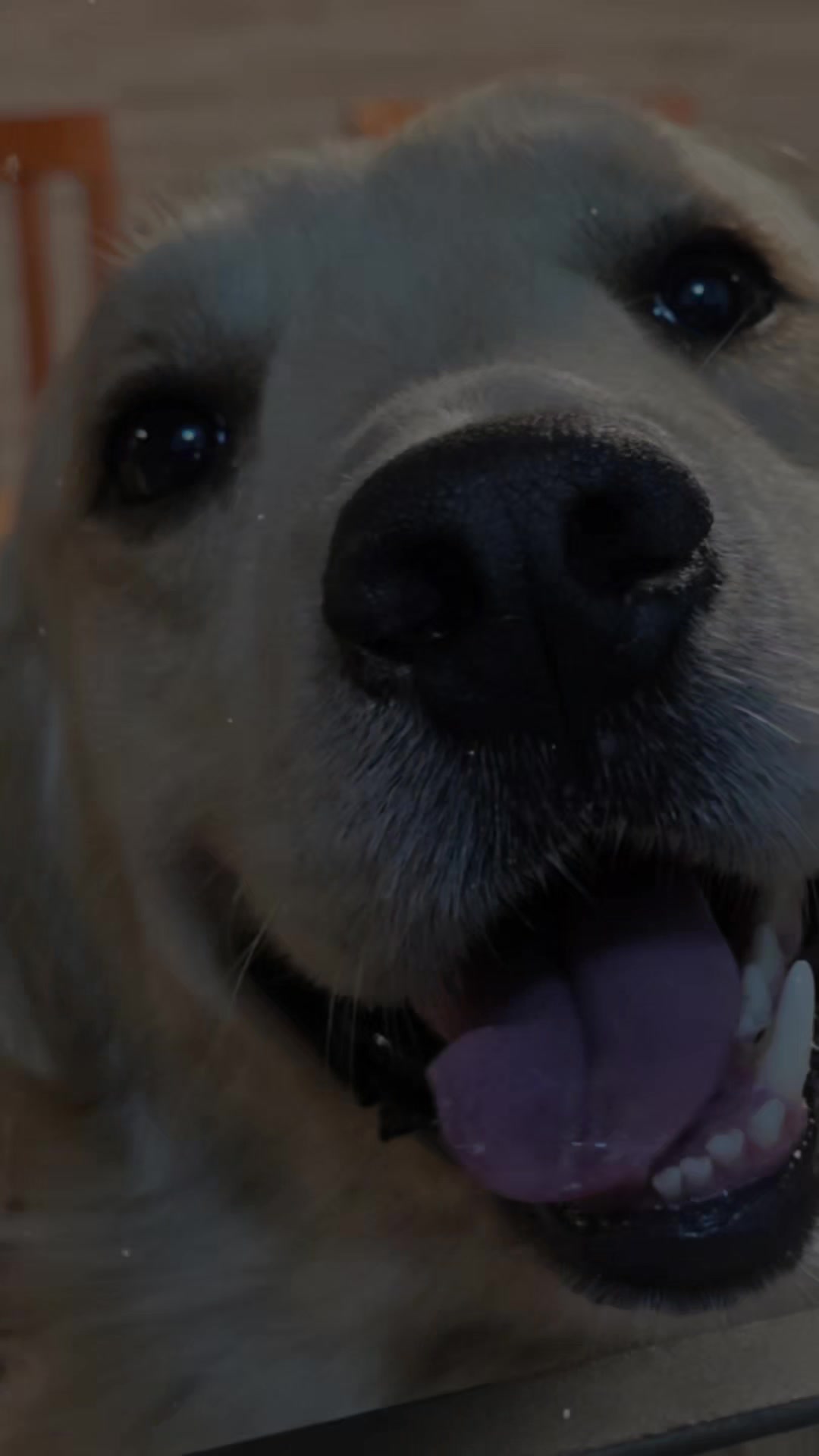 @✨️🐈❤️🐕❤️🐈✨️