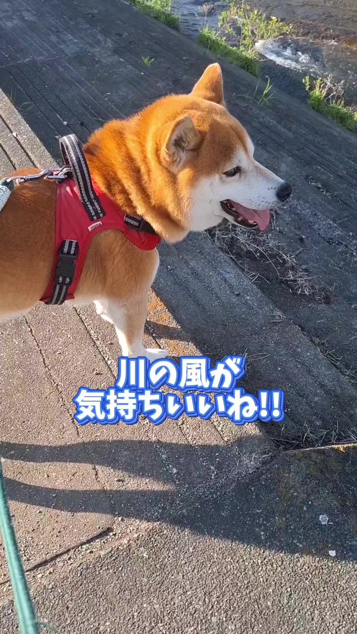 @柴犬リクママ