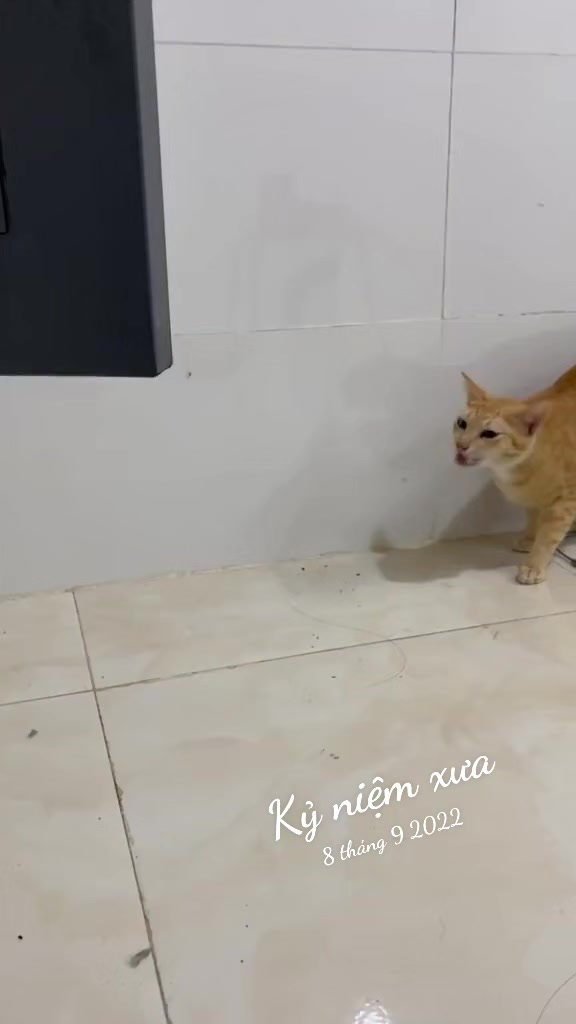 @Khế th&uacute;i