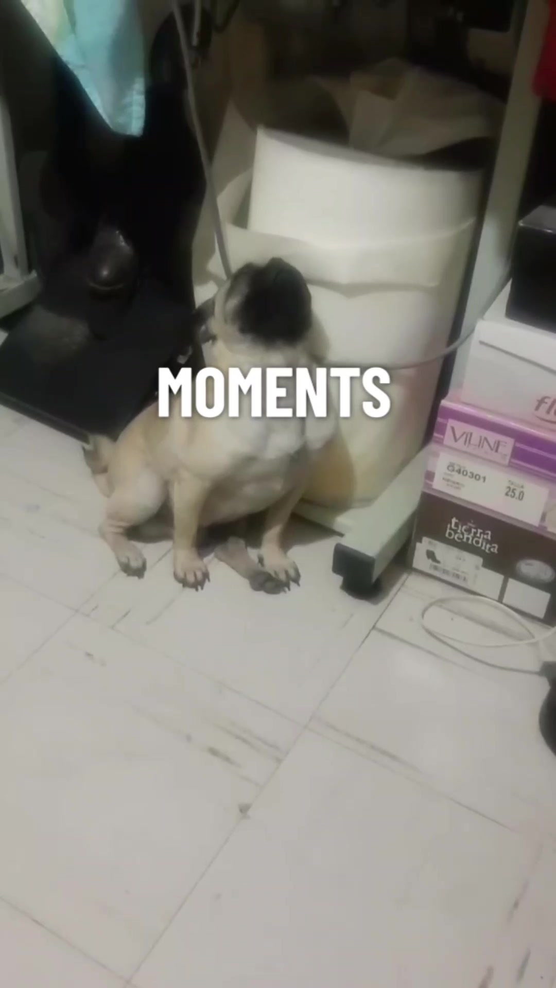 @pug.lovers53