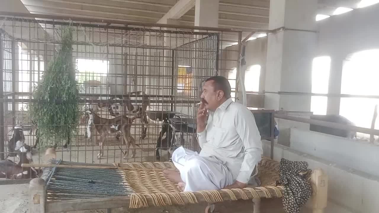 @Babu Pathan Goat Farm