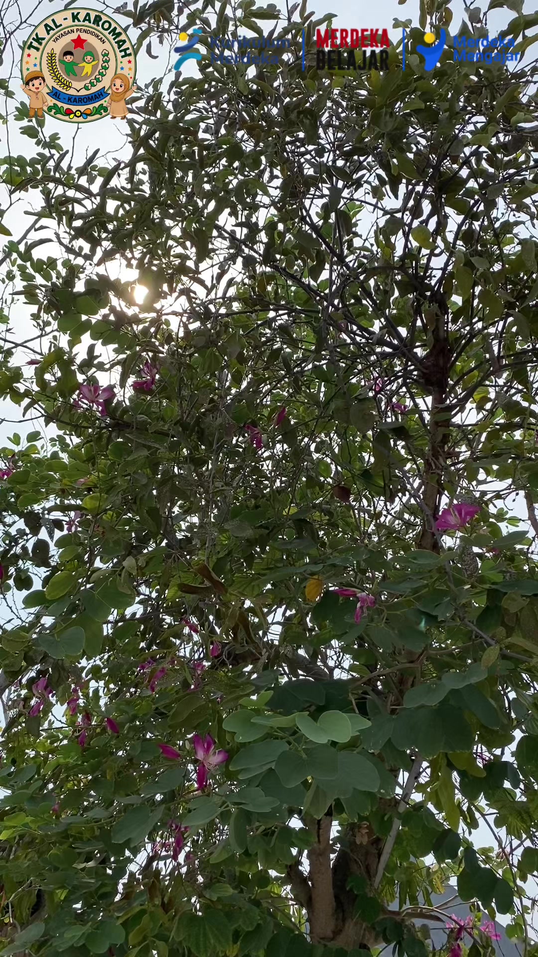@tkalkaromah
