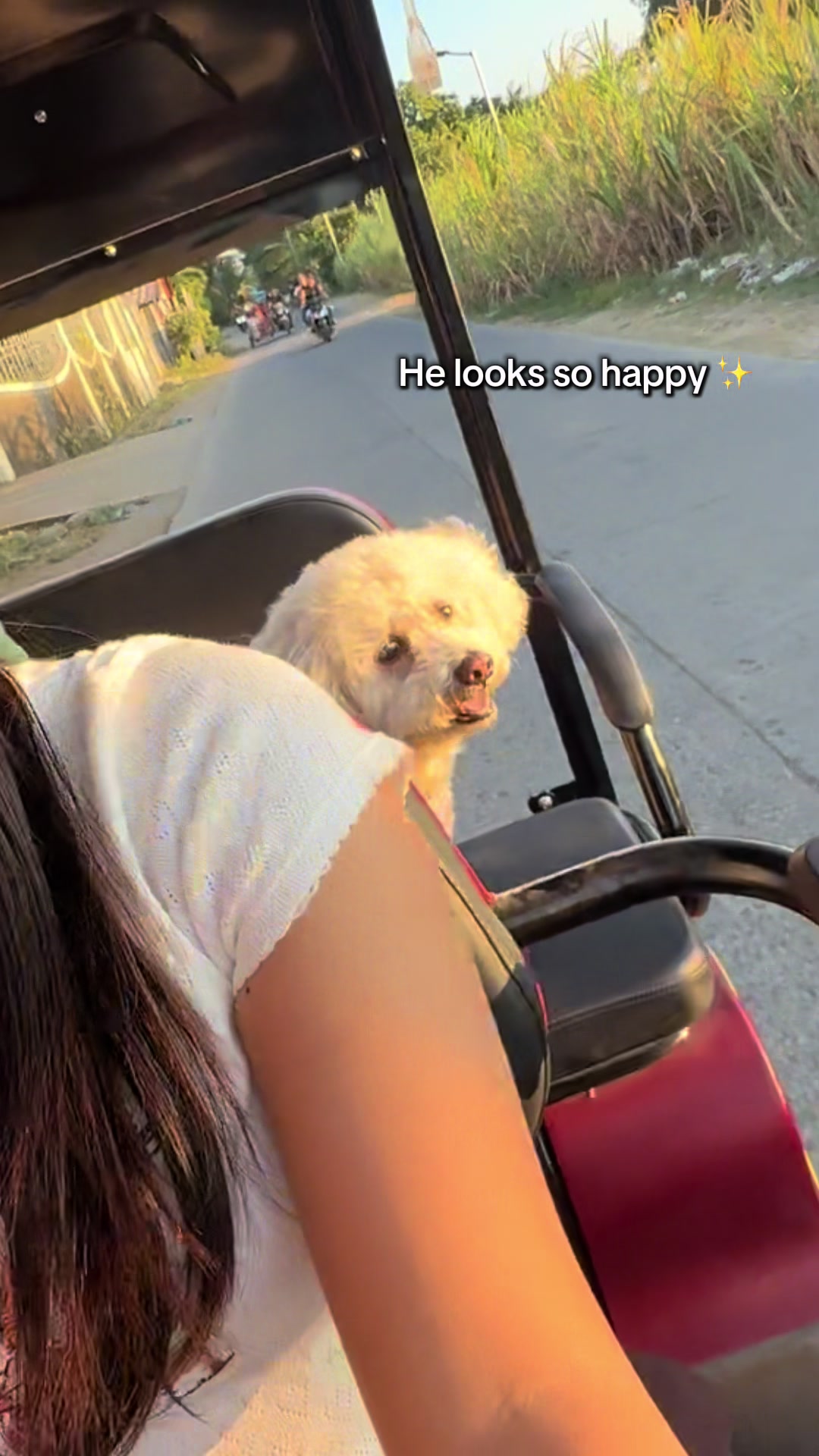 @Coco the poodle
