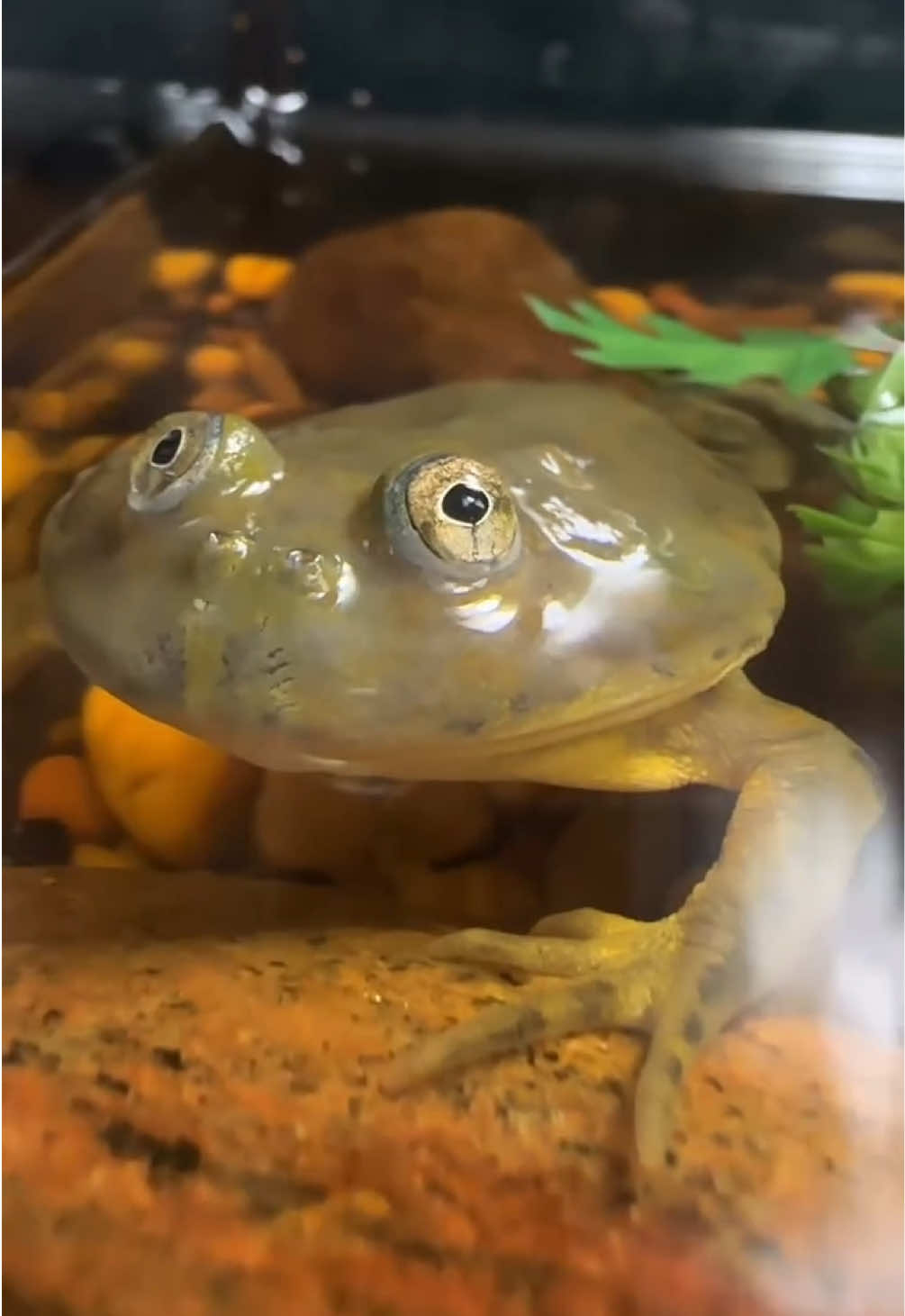 @All Reptiles