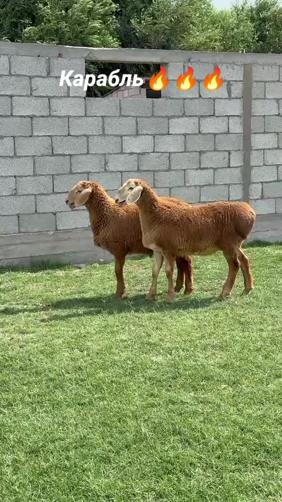 @Рахат