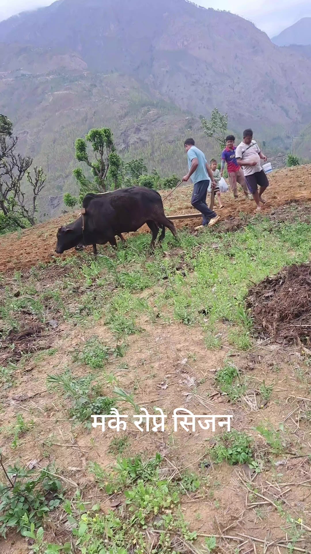 @krishna Bista oli❤️