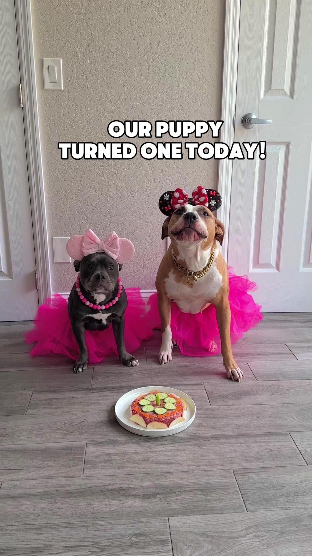 @Luna The Pittie