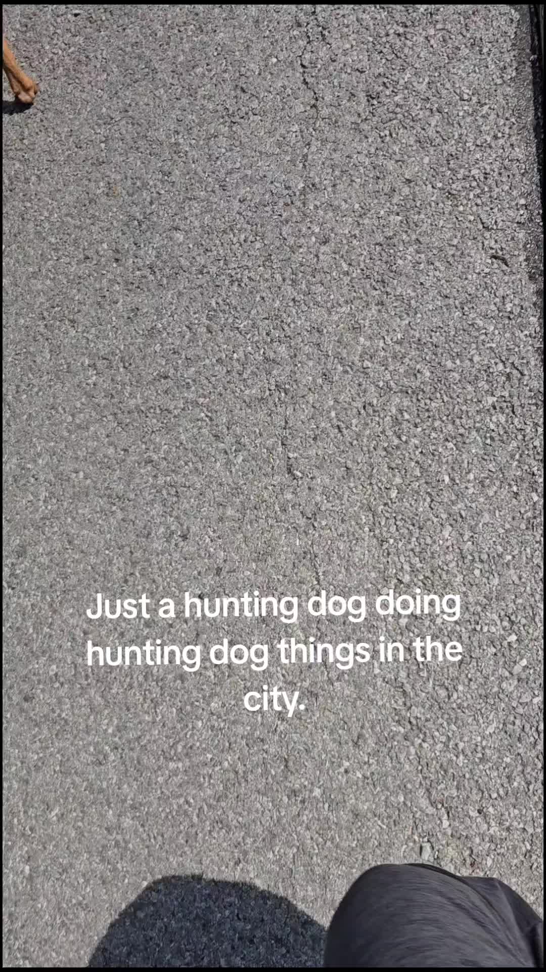@Jasper_The_Dobiehoula