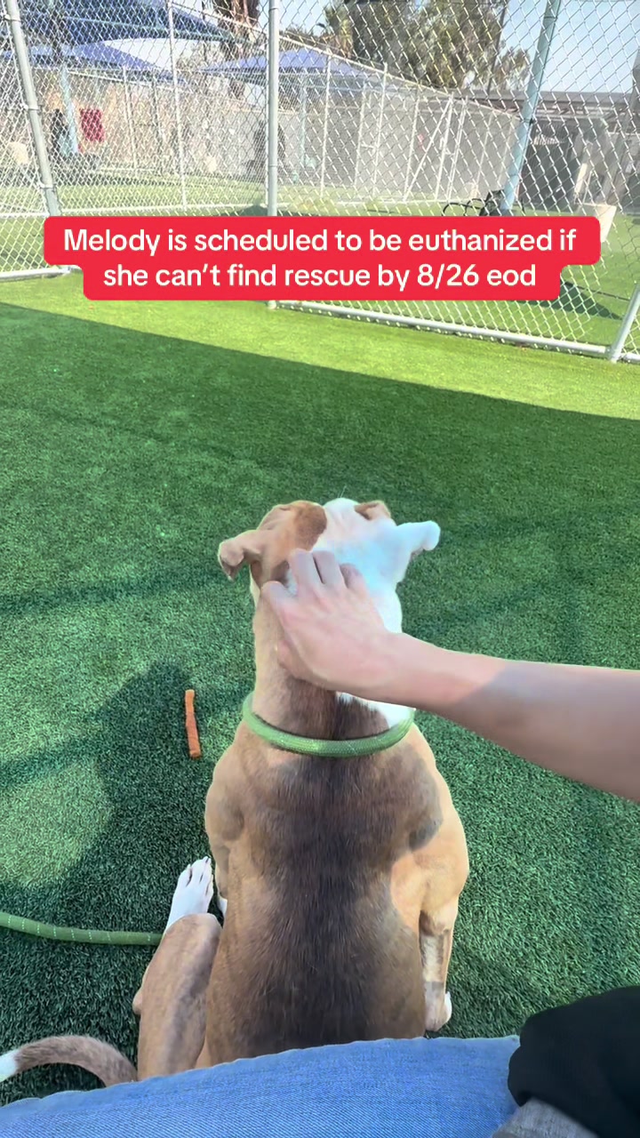 @✨shelter dog magic ✨