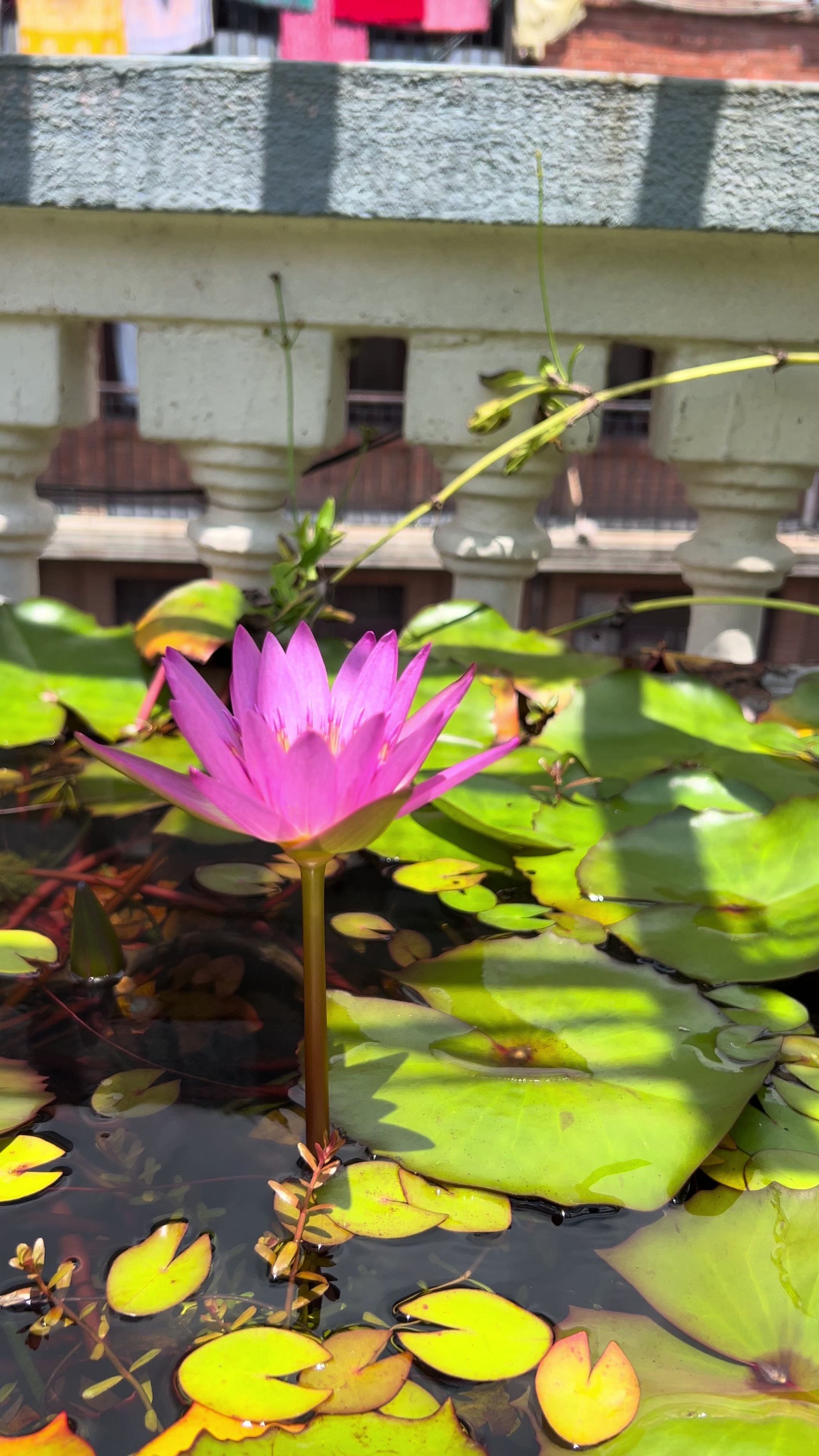 @Aquamandu-Nepal