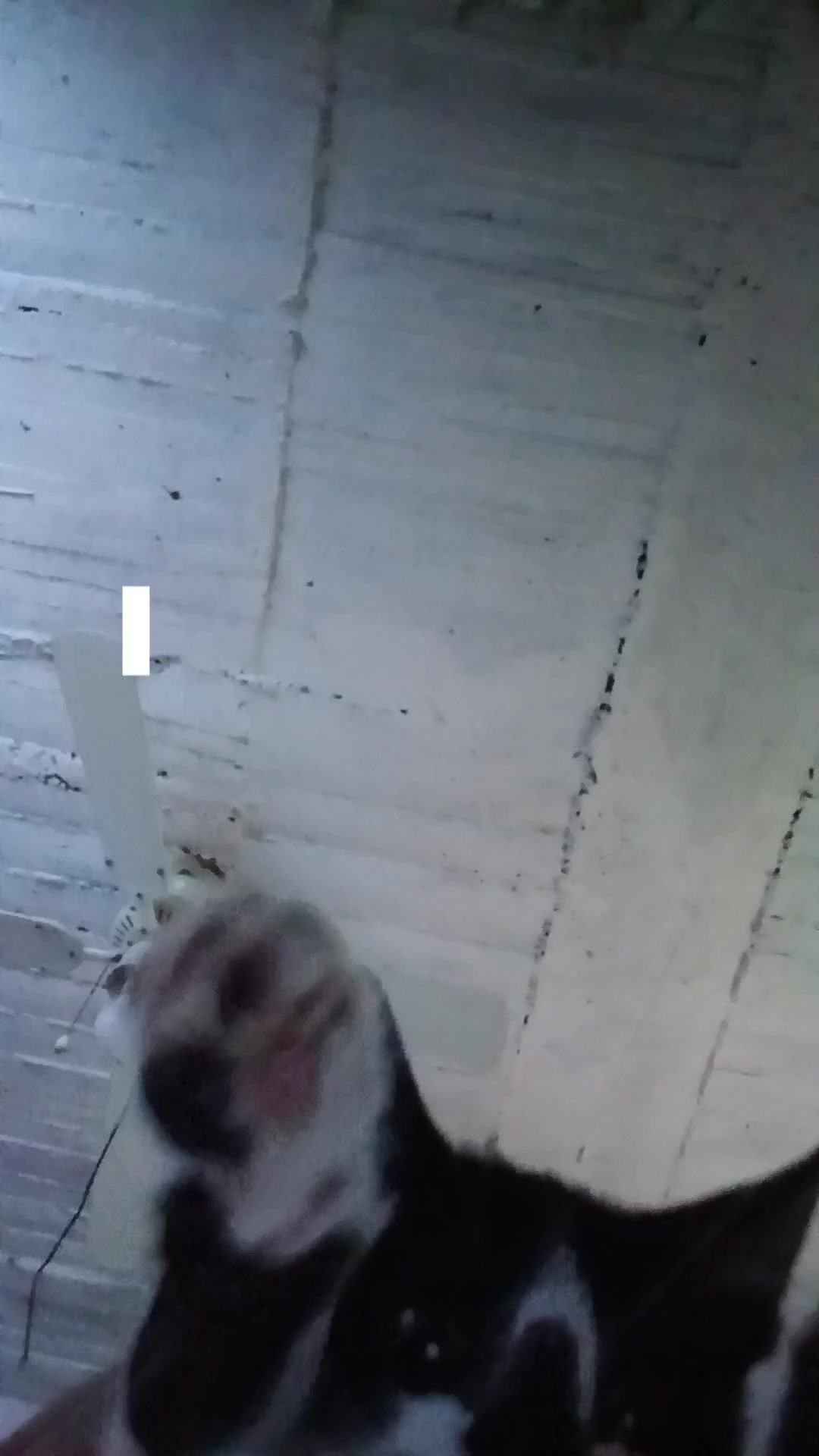 @Pandajadas!