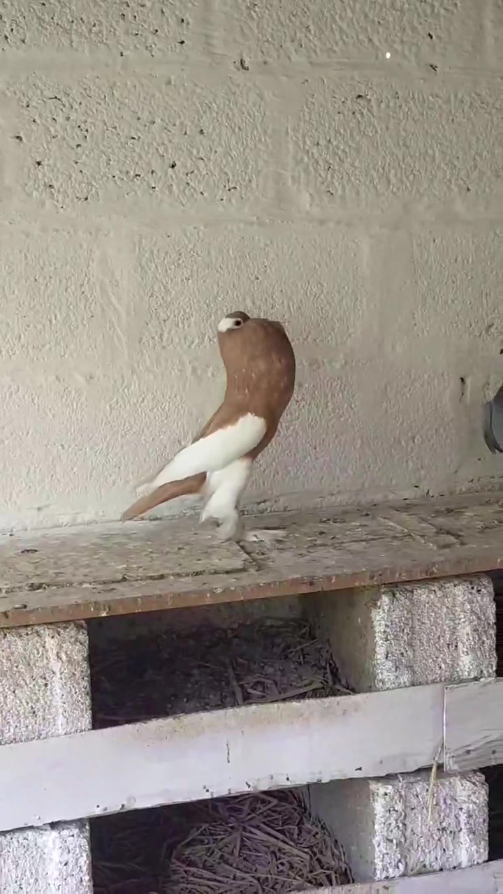 @quality.birds.ajk