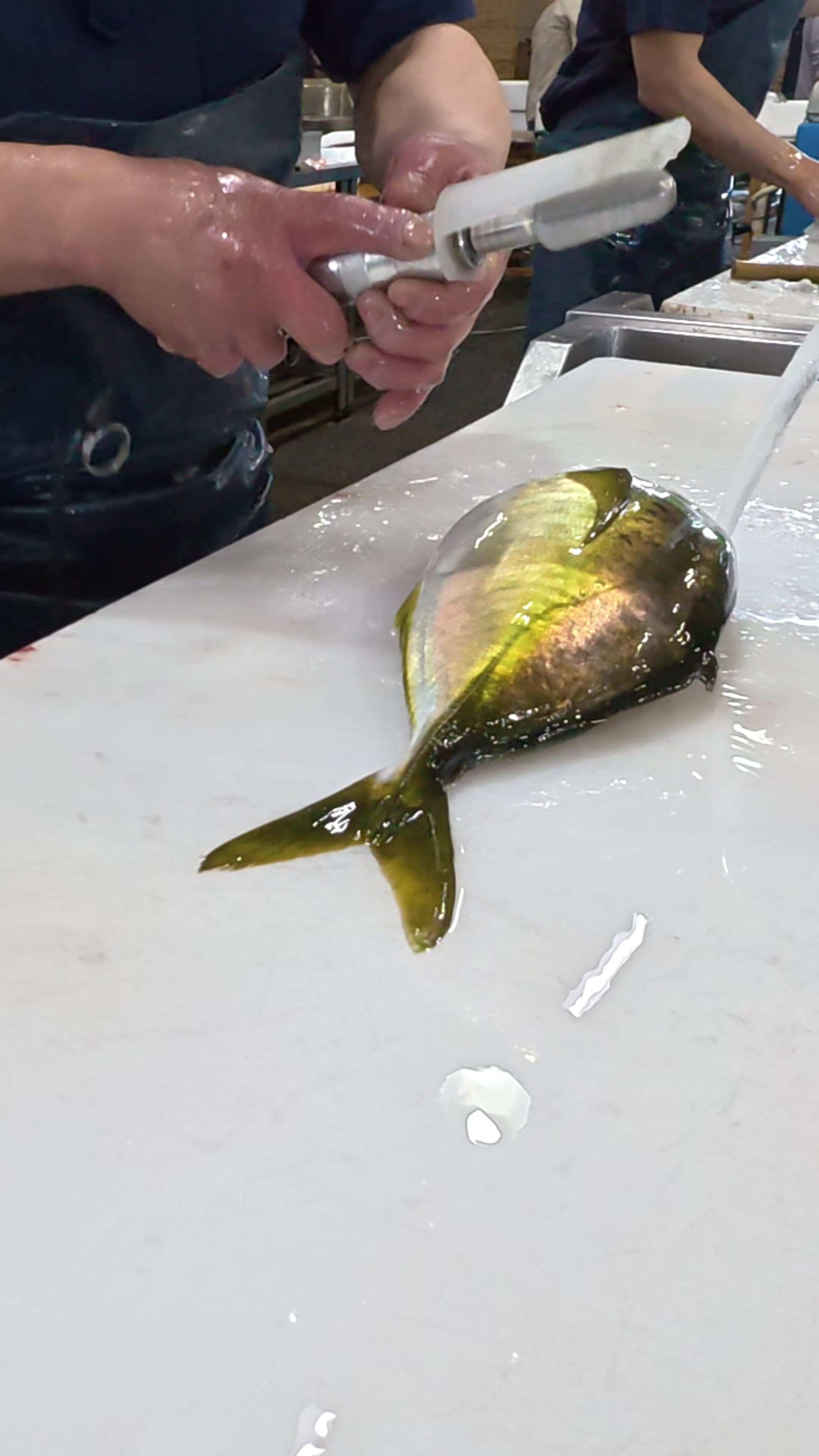 @鳴門魚市のサブ垢