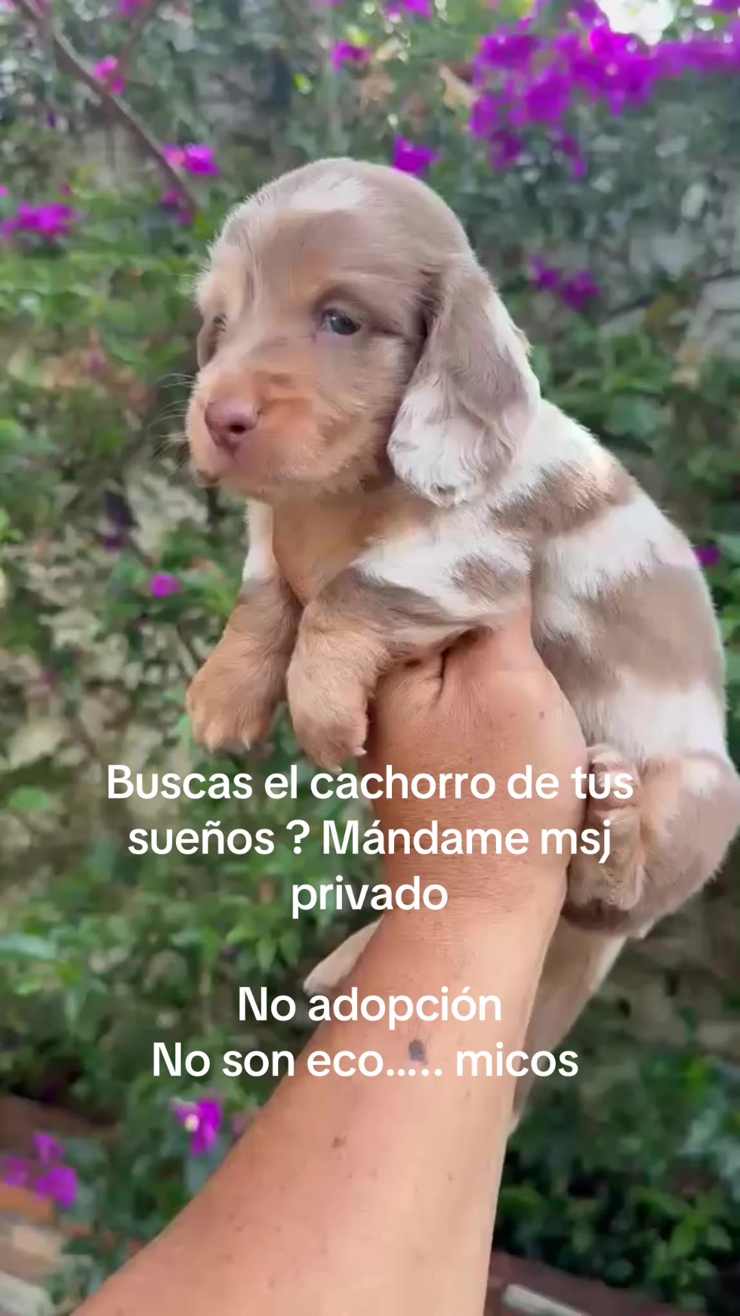 @LOS SALVAJES