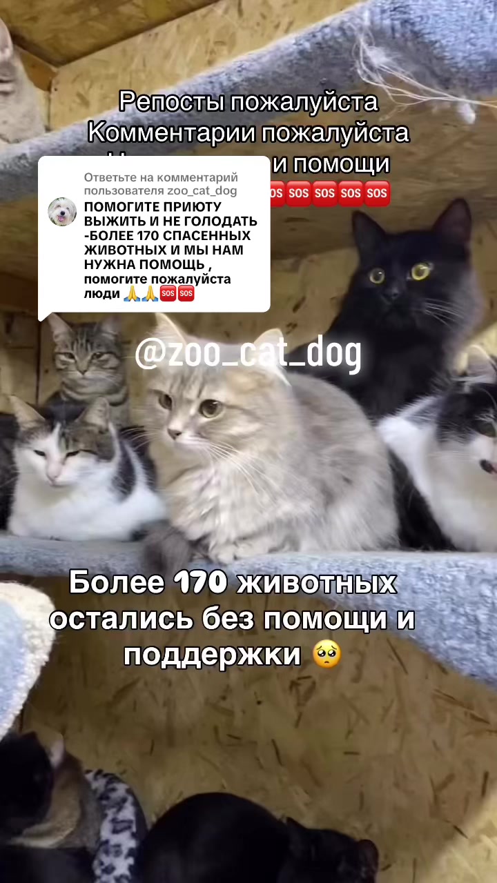 @zoo_cat_dog