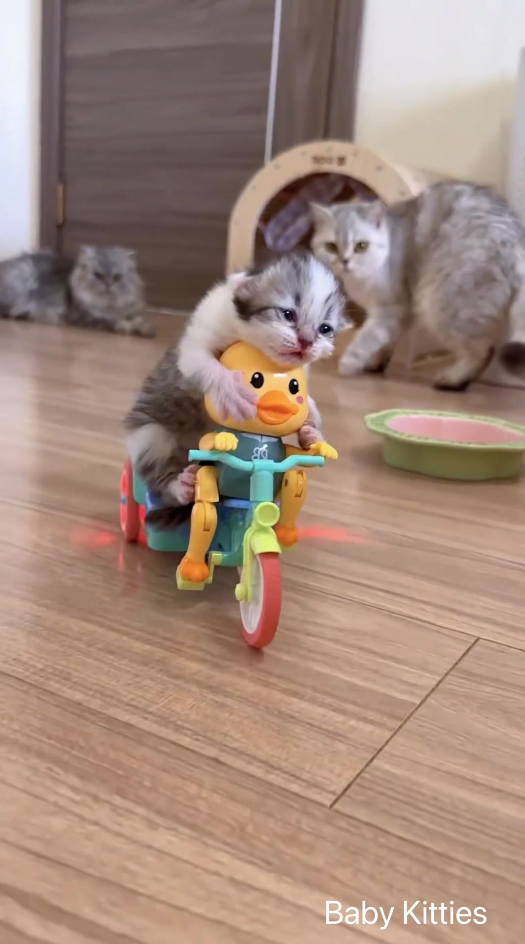 @Pawsfull.ASMR